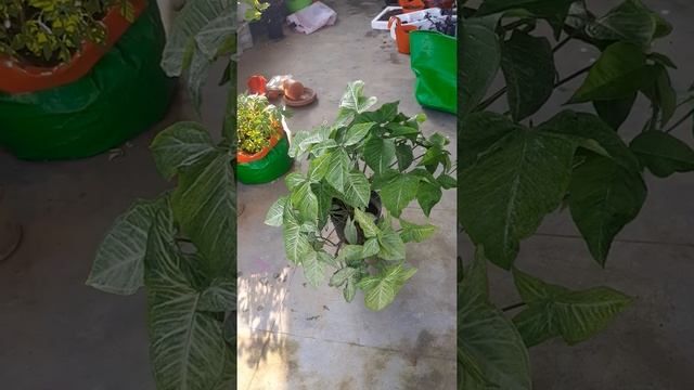 singonium or ero head plant care and information