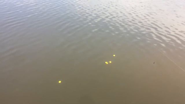 Водное поло