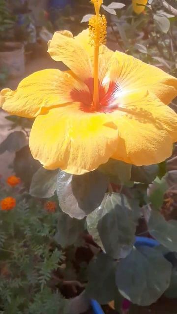 #Beautiful Bloom Of Big Size Yellow Hibiscus 💛