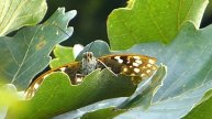 フルHDでムビる01043 Oomurasaki:オオムラサキ:大紫 butterfly