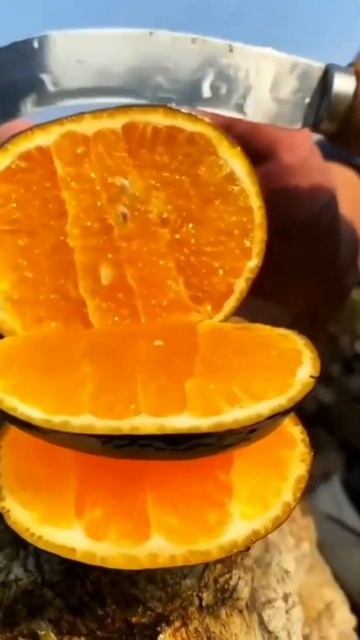 fresh fruit farming #satisfying #nature #near #harvesting #fruit #fresh