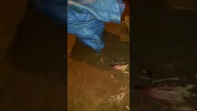 Workowanie buraków pastewnych .