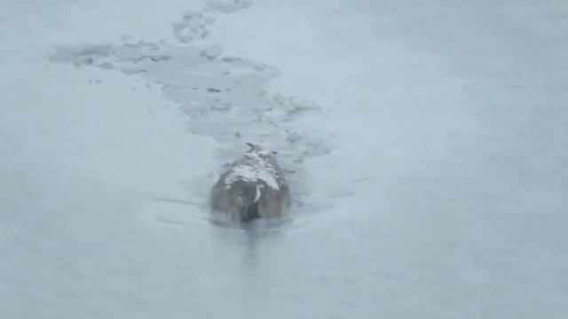 4/8/2015 - Chaffey's Lock - Goose On Ice