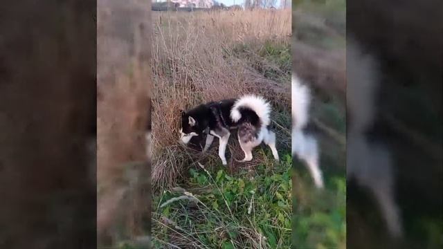 Прогулка с моим хаски Нордиком
