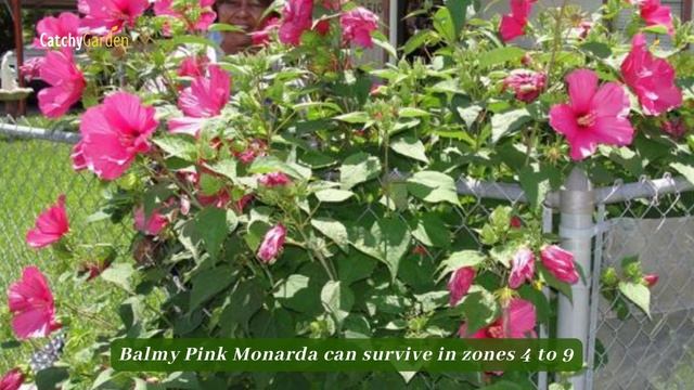 Top 6 Tall Perennials That'll Add a Pop of Pink to Your Landscape 🌺🌷🌸 // Gardening Ideas