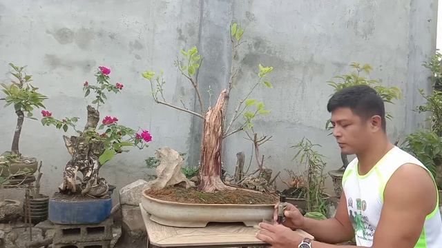 Lime Sulfur to Deadwood in Bonsai
