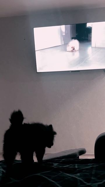 Бусинка любит смотреть мультфильмы про собак и видео😃#dog #pomeranian #топ
