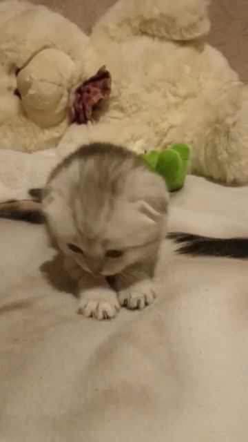 Котёнок Скоттиш. Маленький медвежонок #котята #kittens #cats #коты #скоттиш