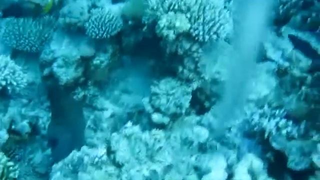 red sea morena