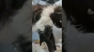 «Следами дикой гармонии»