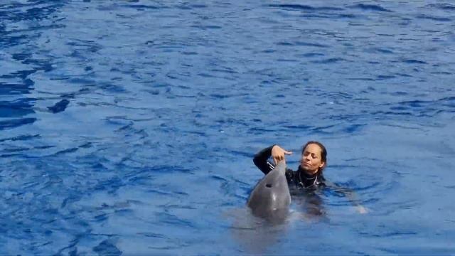 #Valencia #Oceanografic ~ The #Dolphins