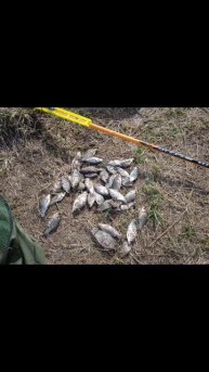 Ловля на поплавок живца🎣