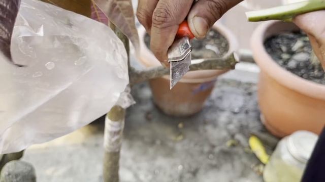 Six Multiple Grafting On One Mango Tree |How To Graft A Mango Tree