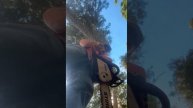 MrTahoe is on side quest for wood gathering