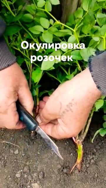 Окулировка розочек 🌹🌹🌹Царство роз