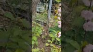 В сердце природы: животные, леса и реки