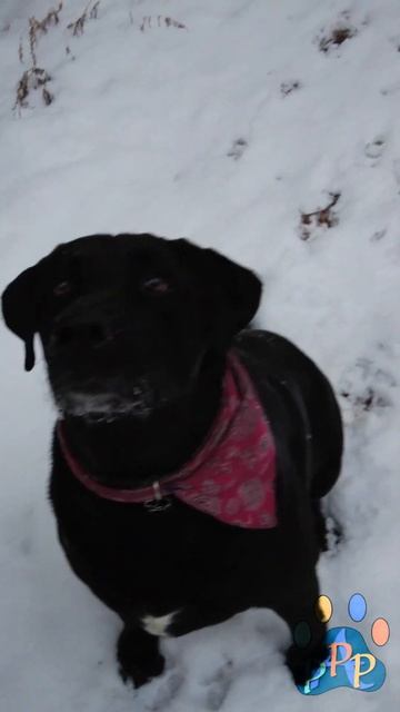Talli smells a treat.