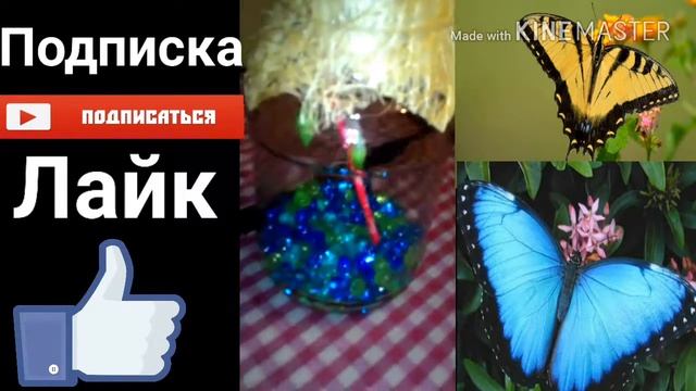 Наши куколки тропических бабочек.