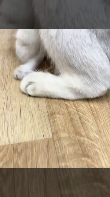 Шотландский котёнок