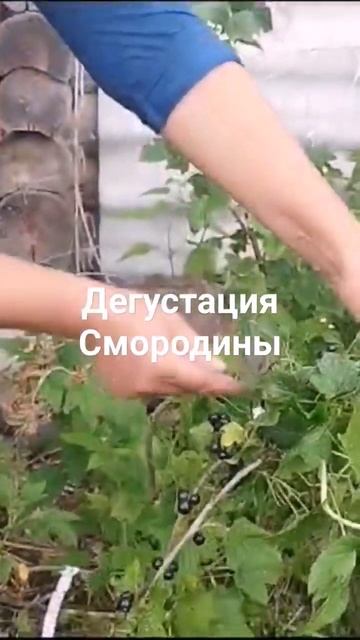 Смородина из осенних черенков #саженцы #черенки #ягоды #отправкапочтой #смородина