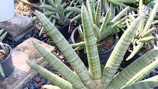 EP.44 ลิ้นมังกร บอลเซลมินิ#dracaena #sansevieria #ไม้ฟอกอากาศ #snakeplant #MiniBoncel