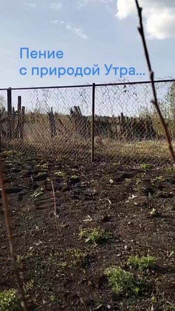 Пение в Пасхальное Утро • ЭкстрасенС Алексей Надажить #пасха #пение #утро #алексейнадажить