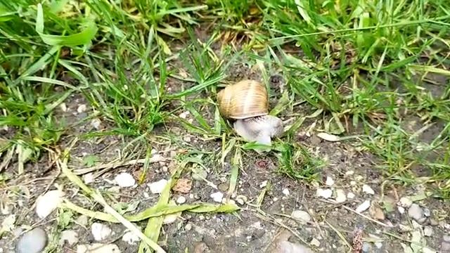 Gastropoda...Helix pomatia...Éticsiga...Snail...2,,,