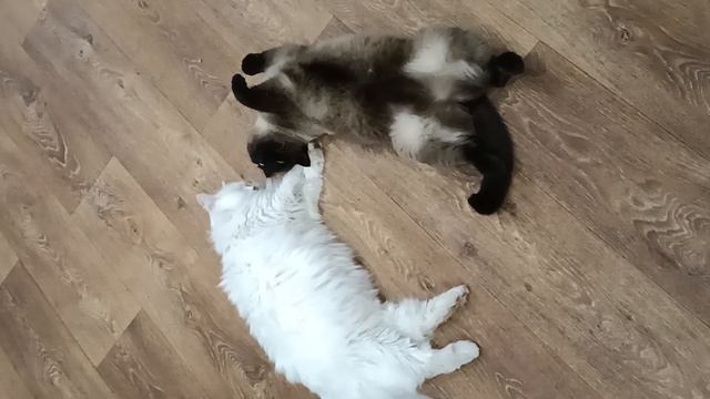 3 января 2024 г. Отдыхают #котики#такса#животные