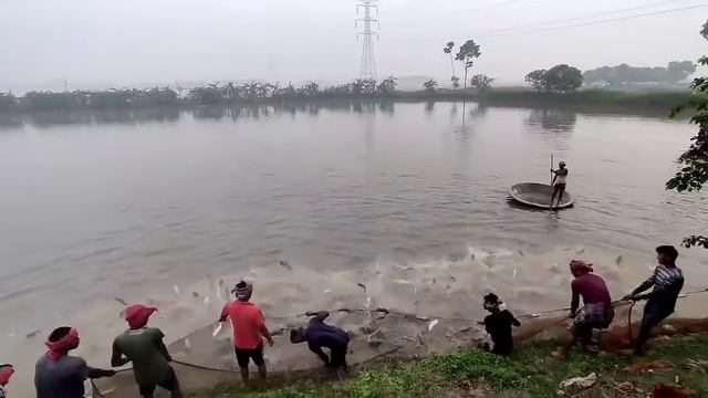 Wow My God 55 tons of fish were caught
