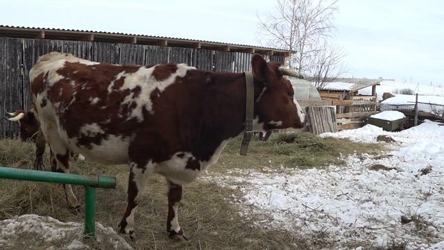 Нужен ли бык в хозяйстве ?