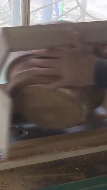 Большой шар из дерева