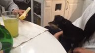 Беспощадное поедание дыни маленькой собачонкой)))