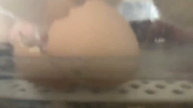 Magicfly Digital Mini Fully Automatic Egg Incubator