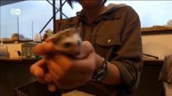 кафе с ежиками