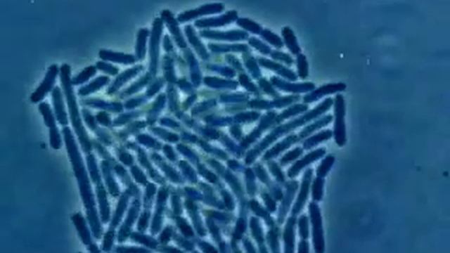 Bacteria Growth