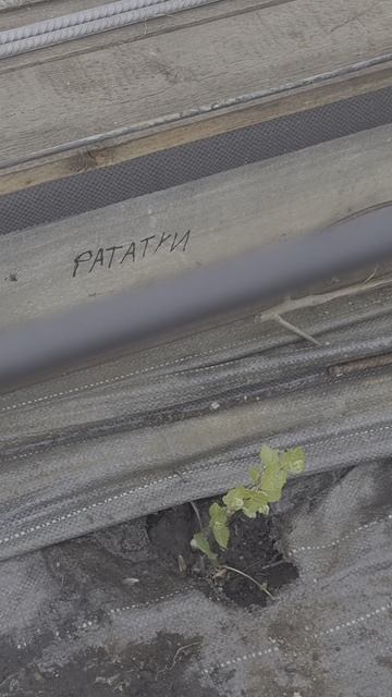 Просыпается виноград
