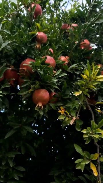 Это Растёт Гранат | Пение Птиц в Саду Лесу Парке | Релакс и Успокоение |Природа #shorts #birds #na