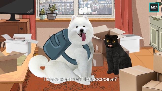 Помощь в переезде  | Кот Бублик