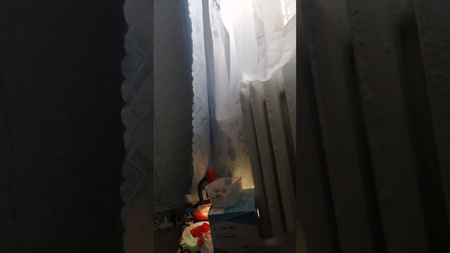 Выращиваю цыплят! 🦄🐩🐩🐺🐱🦊🦓🐖🐪