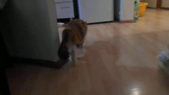 Кошка Подушка и путеводный шарик:)