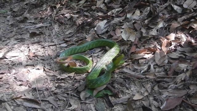 Big Racer Snake found on Hang Nak Nature Trail –Tab Kak  Krabi