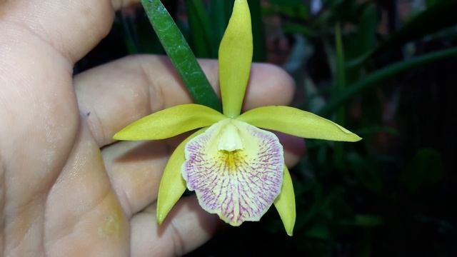 Mantendo meu orquidario sempre florido...meus hibridos....