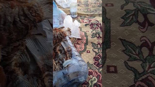 Жареный Карась