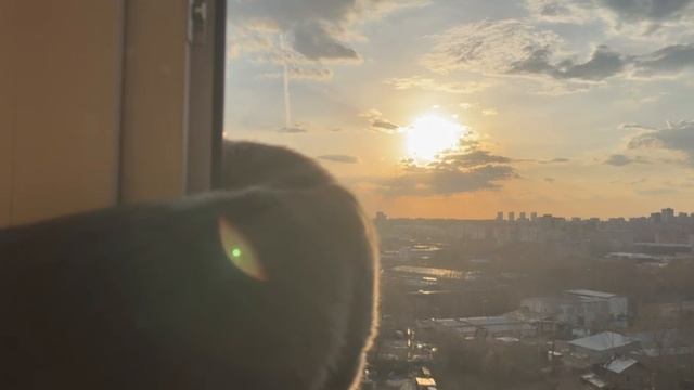 Решил посмотреть, что за окном после дождя, очень нравится свежий запах, мяуу