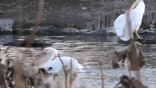 モモイロペリカン (上野動物園) 2017年12月9日