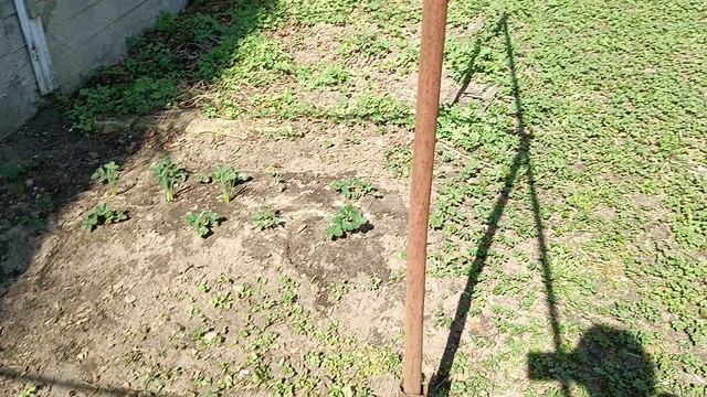 20-04-2025 всех с Пасхой, вчера закончила убирать грядки с клубникой.