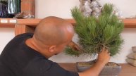 Cómo cuidar un bonsai de pino 2ª parte - Pino negro japonés