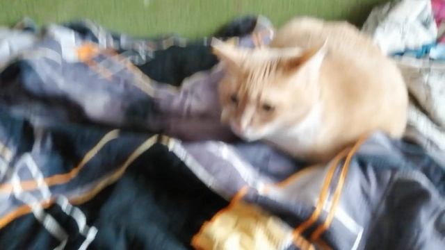 Котик ты котик я