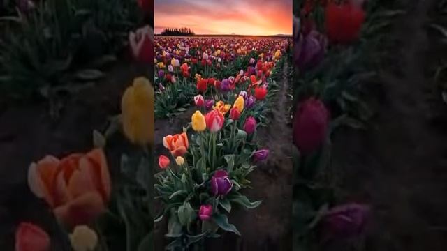 15 мая 2018 г.
