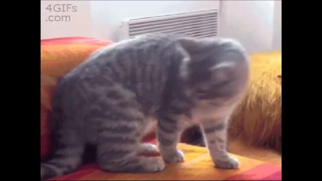 Funny Cats Clips in 30 Seconds1
